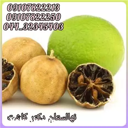 قیمت خرید عمده نهال لیمو عمانی در تهران در گروه خرید و فروش نهال در یکمیوه -عکس1