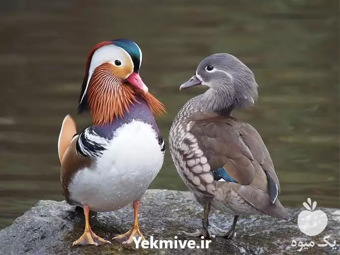 فروش تخم نطفه دار اردک ماندارین در هرمز در گروه مرغ و خروس و بوقلمون و اردک قو قاز در یکمیوه -عکس1