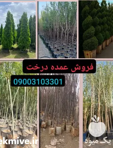 قیمت خرید درختان جرایم شهرداری در تهران در گروه خرید و فروش گیاهان زینتی در یکمیوه -عکس1