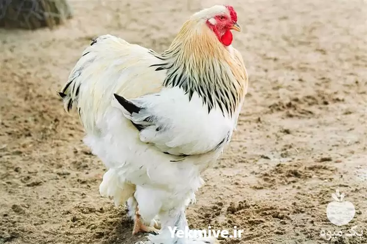 قیمت خرید تخم نطفه دار مرغ در گروه انواع تخم ها در یکمیوه -عکس1