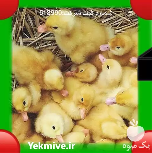 قیمت خرید قیمت جوجه اردک پکنی در تهران در گروه مرغ و خروس و بوقلمون و اردک قو قاز در یکمیوه -عکس1