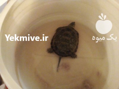 یک لاک پشت کوچیک در تهران در گروه حیوانات خانگی در یکمیوه -عکس1