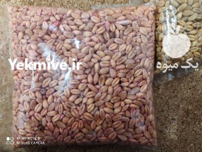 بذر گندم جو آبی در گروه خرید و فروش گندم و جو در یکمیوه -عکس1