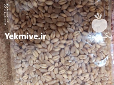 بذر گندم جو آبی در گروه خرید و فروش گندم و جو در یکمیوه -عکس2