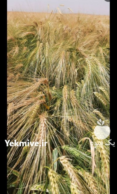 بذر گندم جو آبی در گروه خرید و فروش گندم و جو در یکمیوه -عکس3