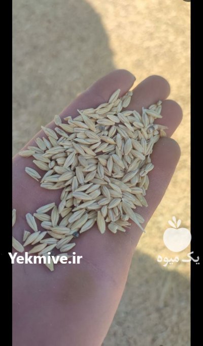 بذر گندم جو آبی در گروه خرید و فروش گندم و جو در یکمیوه -عکس4