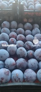 الو کالیفورنیا صادراتی در گروه سردخانه در یکمیوه