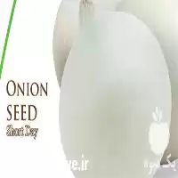 قیمت خرید بذر پیاز والنسیا در تبریز در گروه خرید و فروش بذر پیاز در یکمیوه