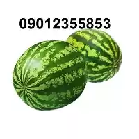 فروش قیمت بذر هندوانهراک ا در بجنورد در گروه خرید و فروش بذر هندوانه در یکمیوه