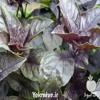 فروش خرید بذر ریحان سبز بنفش در تهران در گروه خرید و فروش بذر سبزی در یکمیوه