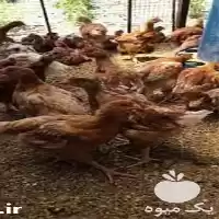 فروش انواع جوجه مرغ اصلاح نژاد در کرمان  در گروه مرغ و خروس و بوقلمون و اردک قو قاز در یکمیوه
