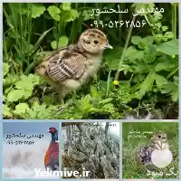 قیمت خرید جوجه یکروزه قرقاول در ارومیه در گروه مرغ و خروس و بوقلمون و اردک قو قاز در یکمیوه