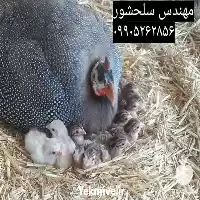 قیمت خرید جوجه مرغ شاخدار در تهران در گروه مرغ و خروس و بوقلمون و اردک قو قاز در یکمیوه
