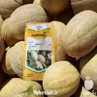 قیمت خرید بذر ملون جانا قیمت در کرمان  در گروه خرید و فروش بذر خربزه در یکمیوه