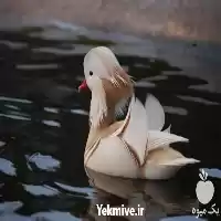 فروش تخم اردک نطفه دار ماندارین در مشهد در گروه مرغ و خروس و بوقلمون و اردک قو قاز در یکمیوه