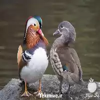 فروش تخم نطفه دار اردک ماندارین در هرمز در گروه مرغ و خروس و بوقلمون و اردک قو قاز در یکمیوه