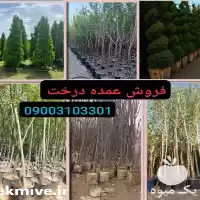 قیمت خرید درختان جرایم شهرداری در تهران در گروه خرید و فروش گیاهان زینتی در یکمیوه