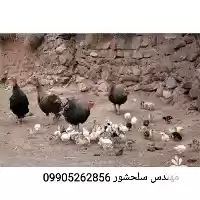فروش جوجه بوقلمون محلی در هرمز در گروه مرغ و خروس و بوقلمون و اردک قو قاز در یکمیوه