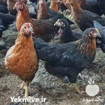 قیمت خرید مرغ اصلاح نژاد شده در گروه مرغ و خروس و بوقلمون و اردک قو قاز در یکمیوه -عکس1
