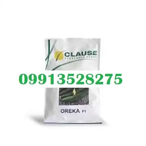 قیمت خرید بذر خیار اورکا بذر در هرمز در گروه خرید و فروش بذر خیار در یکمیوه -عکس1