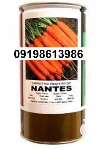 بذر هویج نانتس پرفروش اصل در اهواز در گروه خرید و فروش هویج در یکمیوه -عکس1