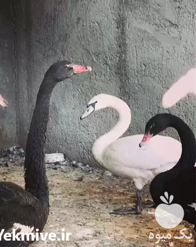 قیمت خرید استثنایی تخم نطفه دار در سمنان در گروه انواع تخم ها در یکمیوه -عکس1