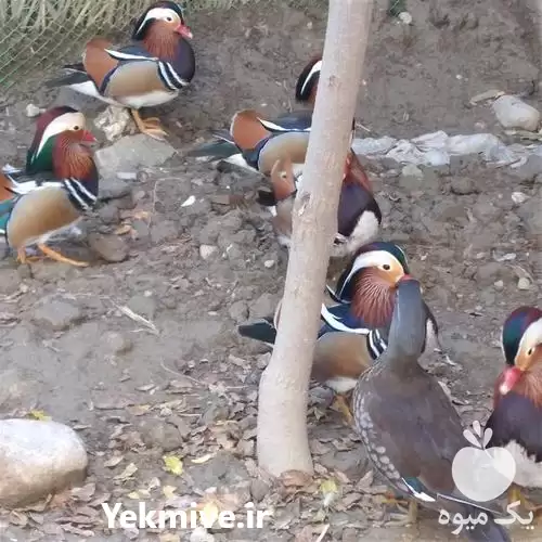 قیمت خرید تخم اردک نطفه دار در گروه انواع تخم ها در یکمیوه -عکس1