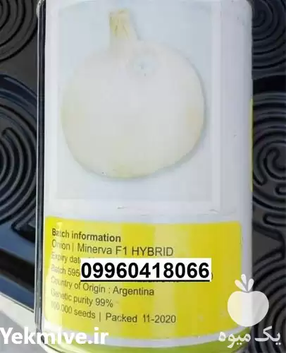 فروش بذر پیاز سفید مینروا روز در کرمان  در گروه خرید و فروش بذر پیاز در یکمیوه -عکس1