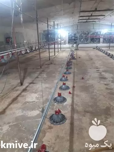 خرید و فروش دستگاه انتقال دان در ساری در گروه تجهیزات مرغداری در یکمیوه -عکس1