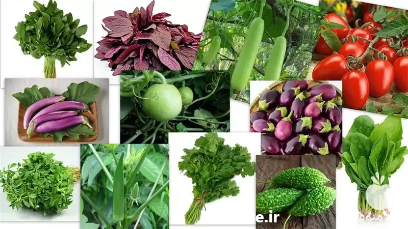 قیمت خرید بذر صیفی و سبزیجات در گروه خرید و فروش بذر سبزی در یکمیوه -عکس1