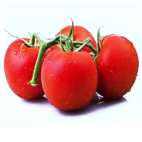 قیمت خرید بذر گوجه فرنگی گلخانه در گروه خرید و فروش بذر گوجه در یکمیوه -عکس1