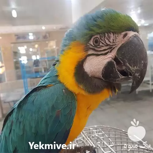 قیمت خرید تخم نطفه دار طوطی در قزوین در گروه انواع تخم ها در یکمیوه -عکس1