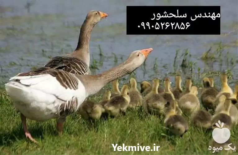 فروش جوجه غاز در گروه مرغ و خروس و بوقلمون و اردک قو قاز در یکمیوه -عکس1