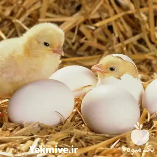 فروش جوجه یکروزه گوشتی راس در گروه مرغ و خروس و بوقلمون و اردک قو قاز در یکمیوه -عکس1