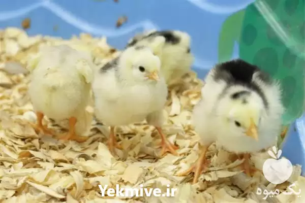 فروش مرغ بومی تخمگذار در گروه مرغ و خروس و بوقلمون و اردک قو قاز در یکمیوه -عکس1