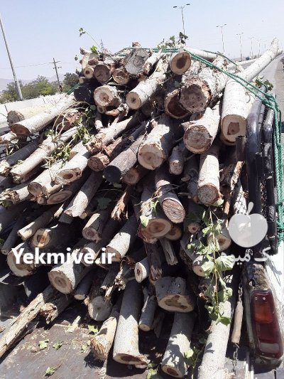 فروش انواع چوب پالتی صنوبر ذغالی در تبریز در گروه خرید و فروش پالت در یکمیوه -عکس2