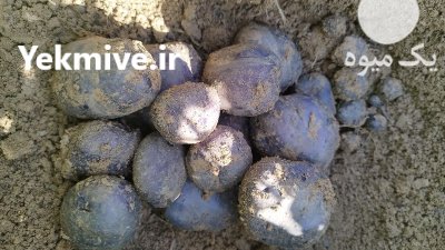 سیب زمینی بنفش در گروه خرید و فروش سیب زمینی در یکمیوه -عکس2