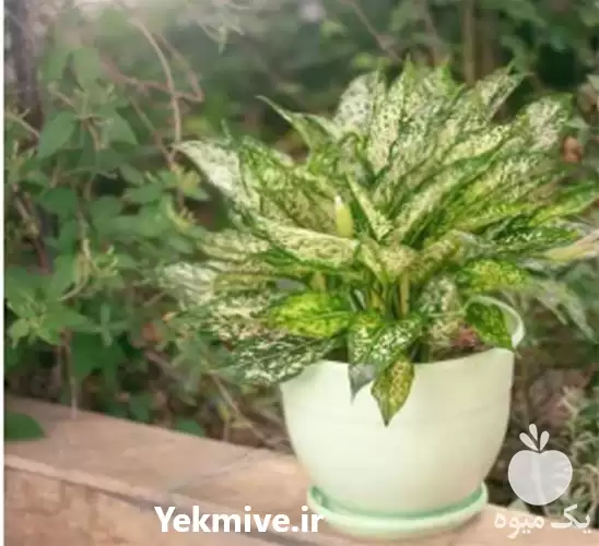 فروش گلدان پلاستیکی برای گل آپارتمانی در گروه خرید و فروش گیاهان زینتی در یکمیوه -عکس1