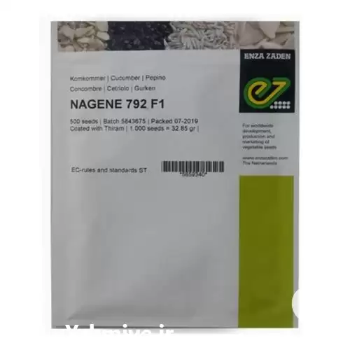 فروش خرید بذر خیار گلخانه ای در ایلام در گروه خرید و فروش بذر خیار در یکمیوه -عکس1