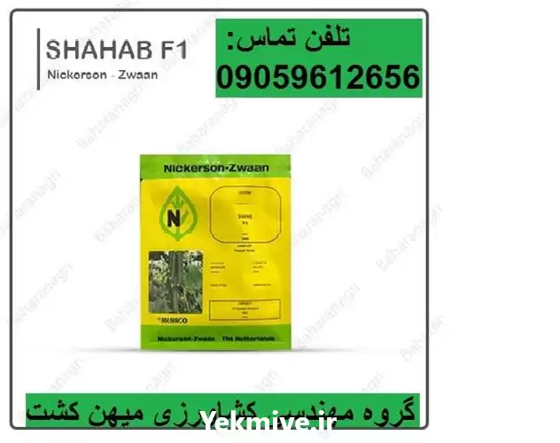 قیمت خرید بهترین قیمت بذر خیار در کرمان  در گروه خرید و فروش بذر خیار در یکمیوه -عکس1