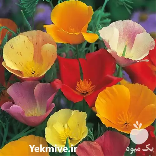 فروش خرید بذر گل شقایق نعمانی در گروه خرید و فروش گیاهان زینتی در یکمیوه -عکس1