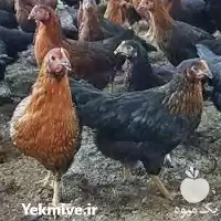 قیمت خرید مرغ اصلاح نژاد شده در گروه مرغ و خروس و بوقلمون و اردک قو قاز در یکمیوه