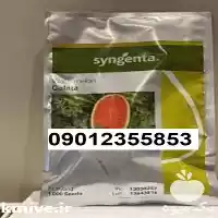 فروش عرضه بذر هندوانه گالاتا پر در بوشهر در گروه خرید و فروش بذر هندوانه در یکمیوه