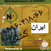 قیمت خرید بذر خیار گلخانه ای در تهران در گروه خرید و فروش بذر خیار در یکمیوه