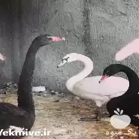 قیمت خرید استثنایی تخم نطفه دار در سمنان در گروه انواع تخم ها در یکمیوه