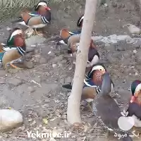 قیمت خرید تخم اردک نطفه دار در گروه انواع تخم ها در یکمیوه