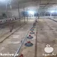 خرید و فروش دستگاه انتقال دان در ساری در گروه تجهیزات مرغداری در یکمیوه