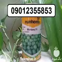 قیمت خرید بذر هندوانه مونتانا در سمنان در گروه خرید و فروش بذر هندوانه در یکمیوه