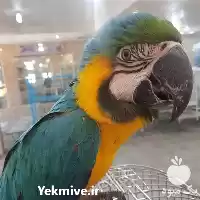 قیمت خرید تخم نطفه دار طوطی در قزوین در گروه انواع تخم ها در یکمیوه