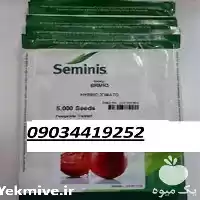 بذر گوجه فرنگی باسیمو پر فروش در تهران در گروه خرید و فروش گوجه فرنگی در یکمیوه